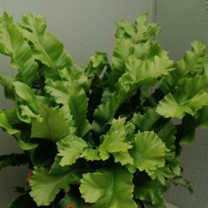 Asplenium scolopendrium "Cristata"