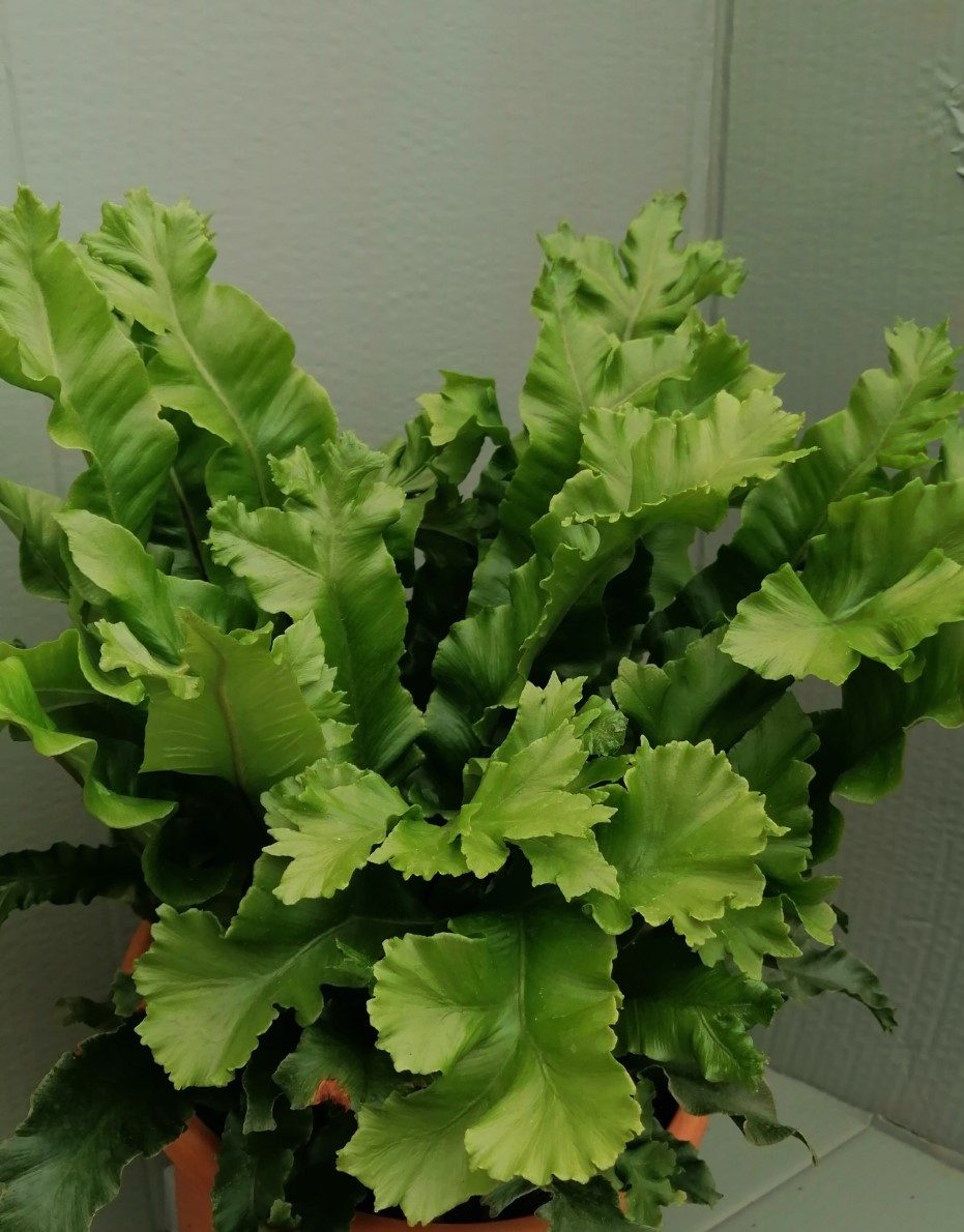 Asplenium scolopendrium "Cristata"