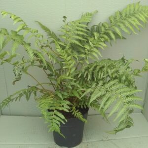 Dicksonia antarctica - Juvenile 2L - Starter Plant