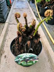 Dicksonia antarctica 1ft Log (Potted)
