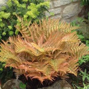 Dryopteris erythrosora 'Prolifica'