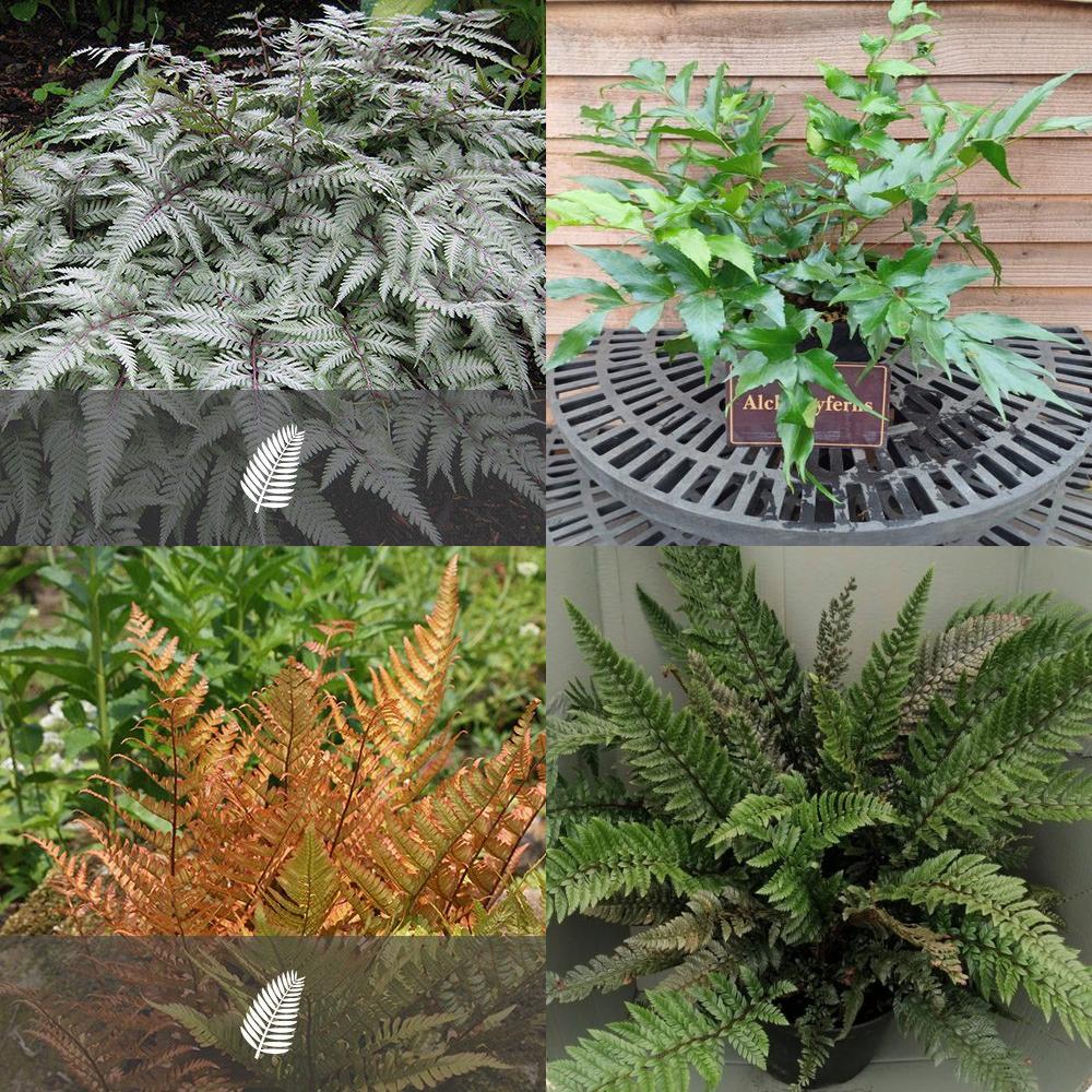 *A Collection of Native Japanese Ferns