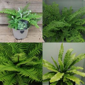 **A Fern Starter Pack (An Introduction to Ferns)