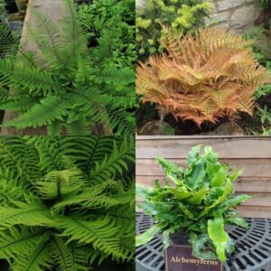 *A Collection of Ferns For Dry Shade