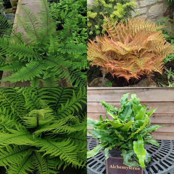 *A Collection of Ferns For Dry Shade