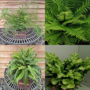 *A Collection of British Native Ferns