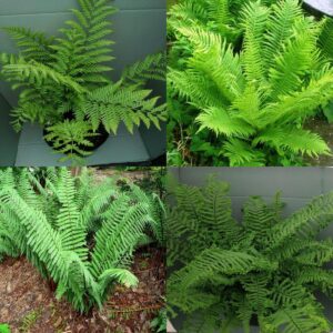 *A Collection of Large Garden Ferns