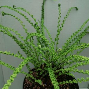 Athyrium filix-femina "Frizelliae"
