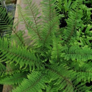 Polystichum setiferum “Herrenhausen”