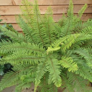 Polystichum setiferum “Herrenhausen”