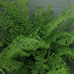 Dryopteris affinis cristata “The King”