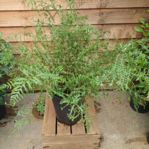 Dryopteris filix mas “Linearis Polydactyla”