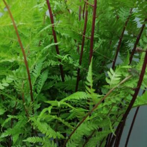 Athyrium filix-femina 'Lady in Red'