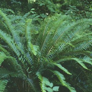 Polystichum munitum