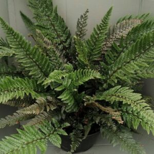 Polystichum neolobatum