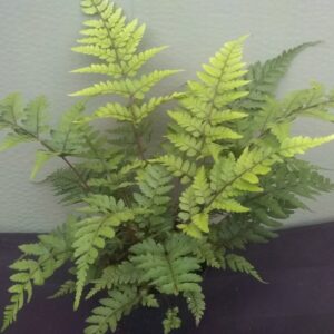 Athyrium otophorum 'Okanum'