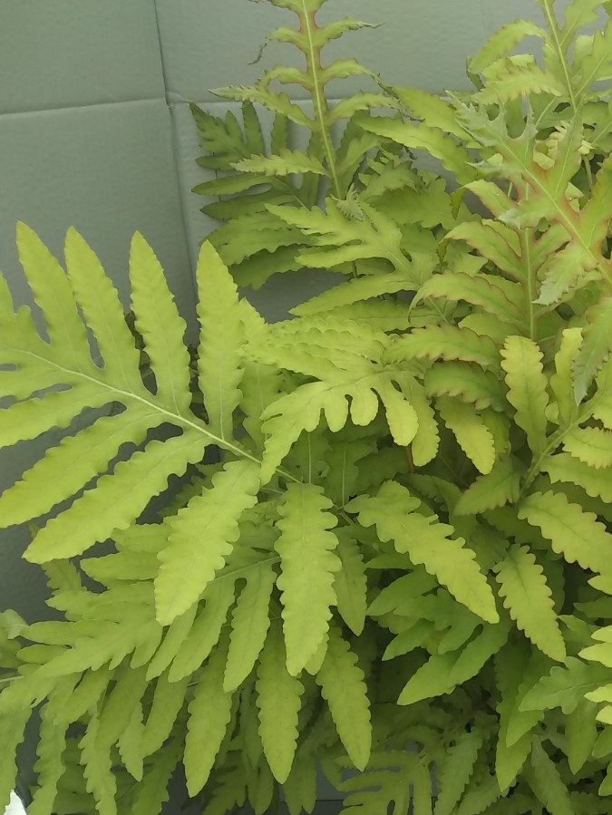 Onoclea sensibilis - Image 2