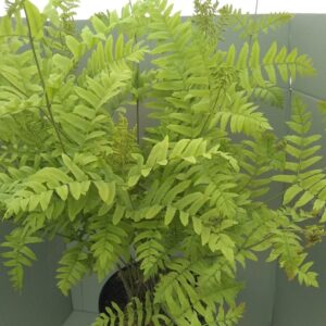 Osmunda regalis 'Purpurea' "Royal Fern"
