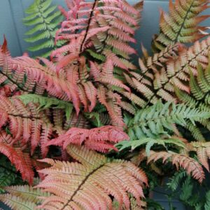 Dryopteris lepidopoda