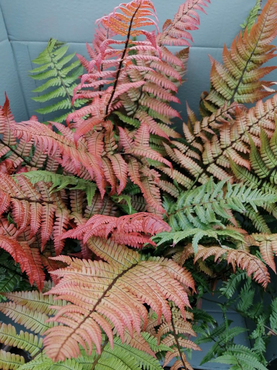 Dryopteris lepidopoda