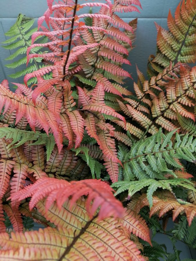 Dryopteris lepidopoda - Image 2