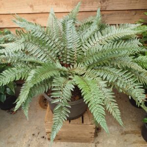 Polystichum neolobatum