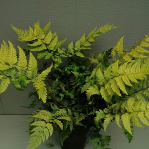 Polystichum rigens