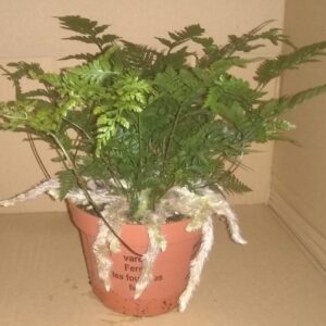 Humata Tyermannii - (Indoor/Houseplant)