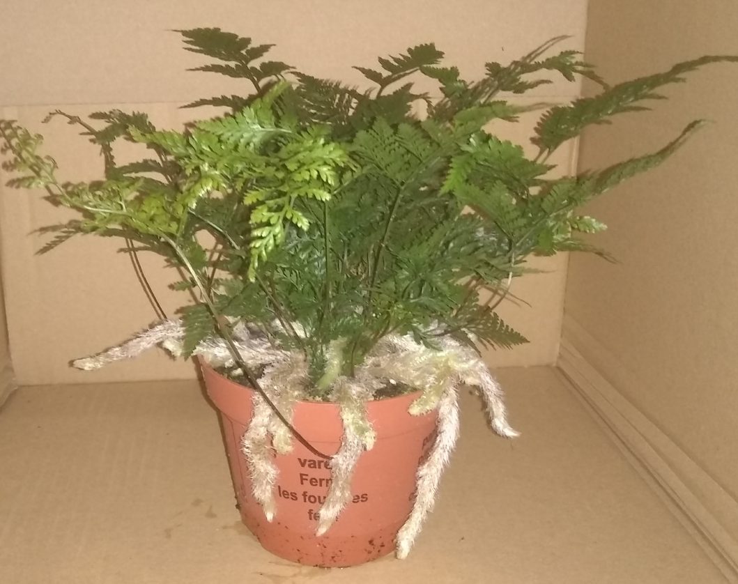 Humata Tyermannii - (Indoor/Houseplant)