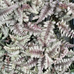 Athyrium nipponicum pictum 'Regal Red'