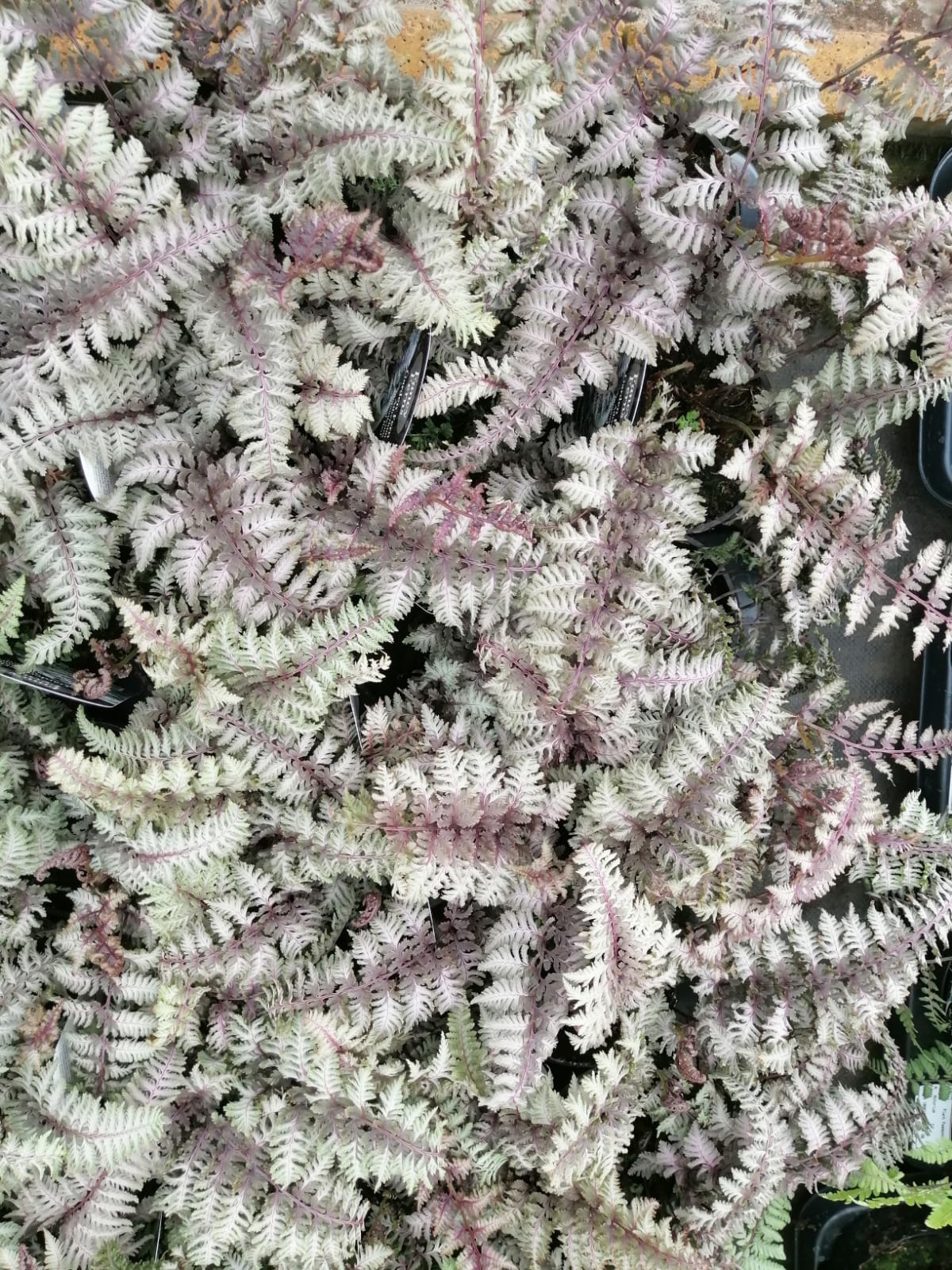 Athyrium nipponicum pictum 'Regal Red'