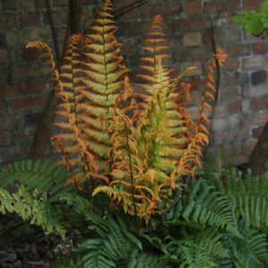 Dryopteris wallichiana (Jurassic Gold)