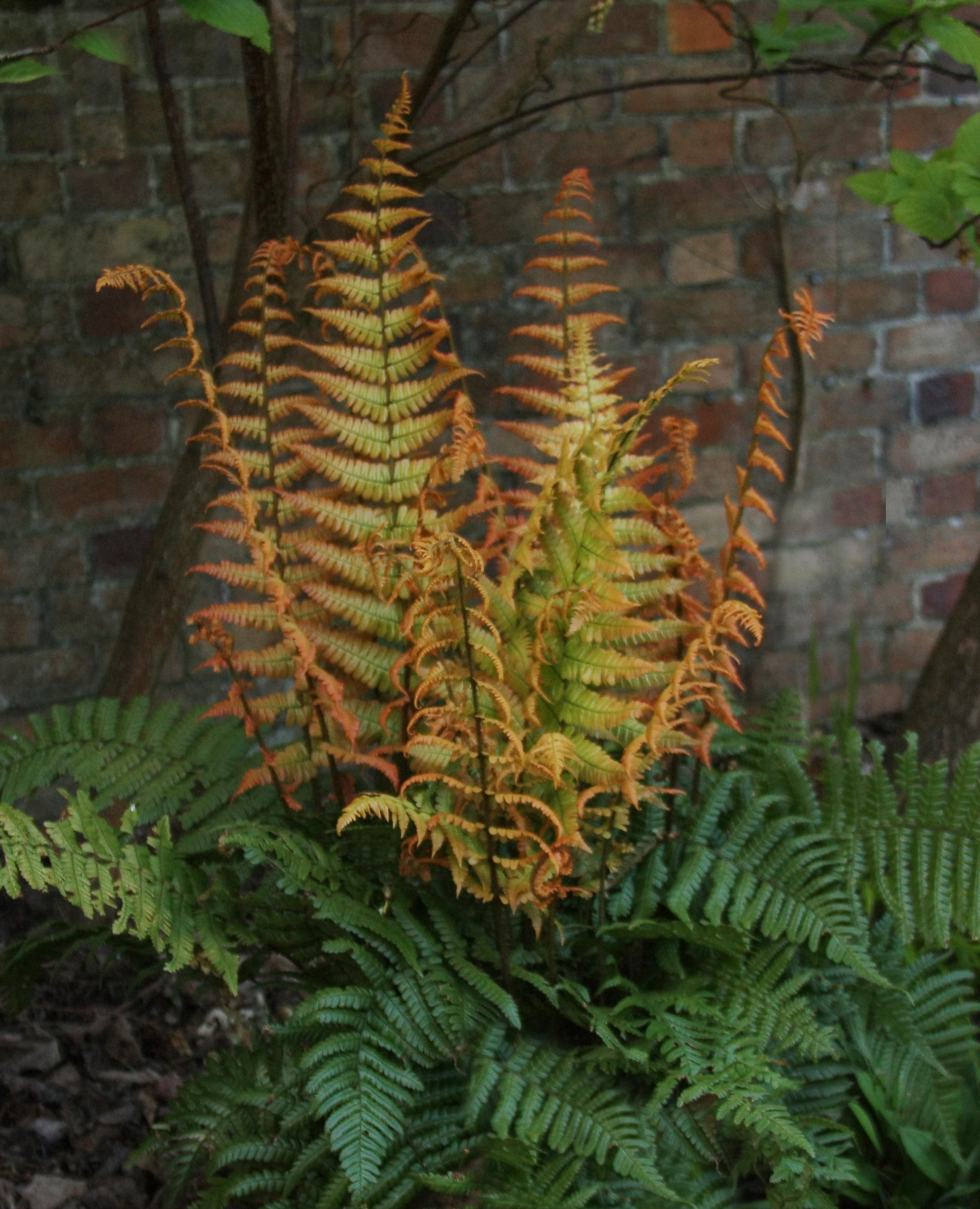 Dryopteris wallichiana (Jurassic Gold)