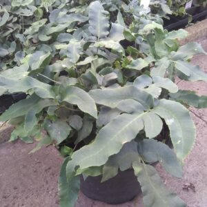 Dryopteris sieboldii