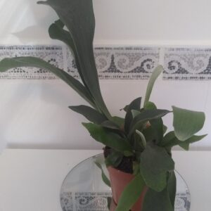 Staghorn Fern - (Indoor/House Plant)