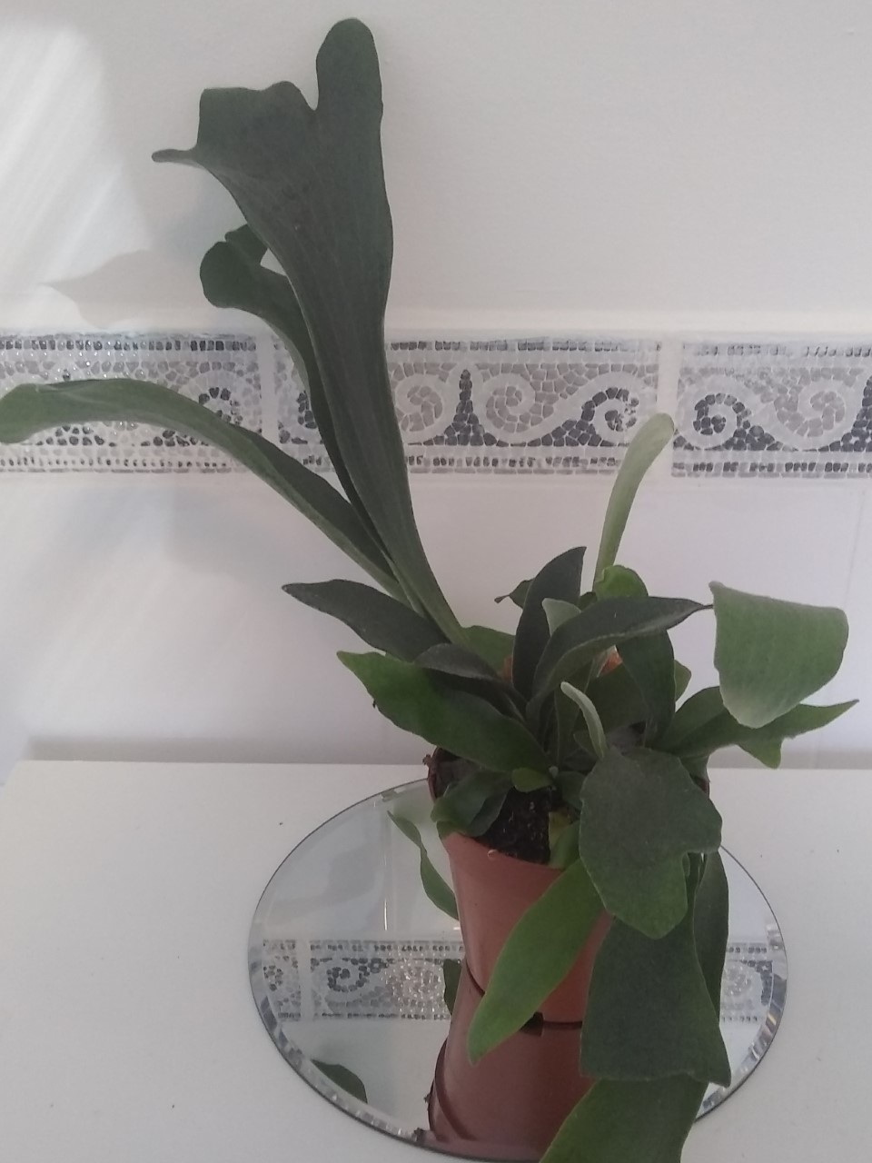 Staghorn Fern - (Indoor/House Plant)