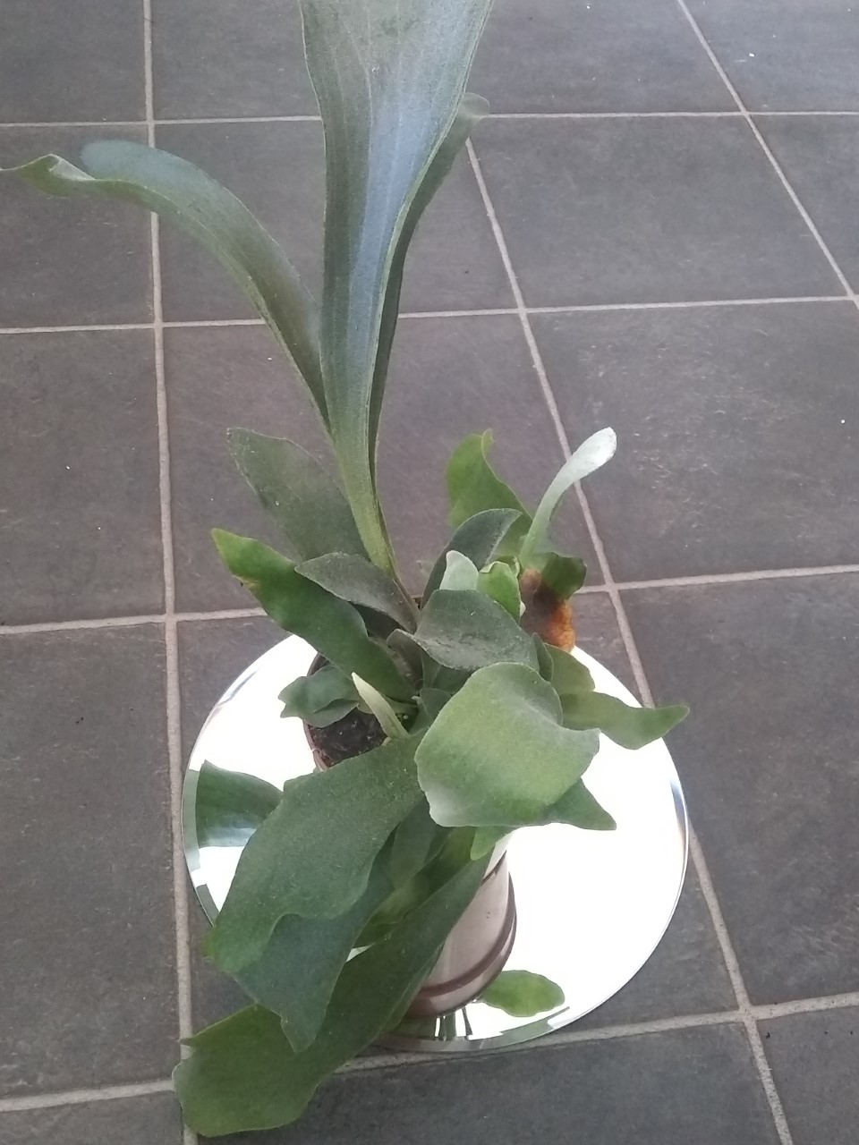 Staghorn Fern - (Indoor/House Plant) - Image 2