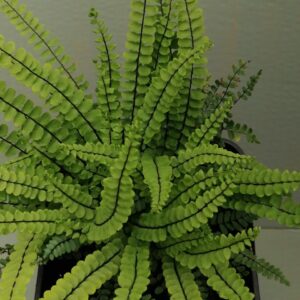 Asplenium trichomanes