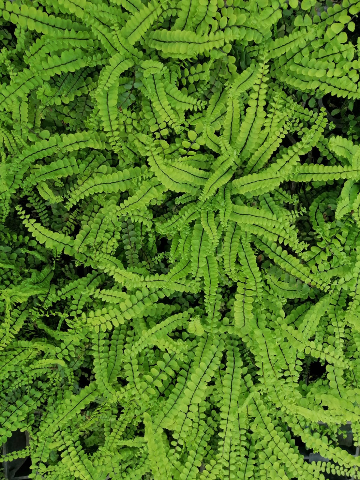 Asplenium trichomanes - Image 2
