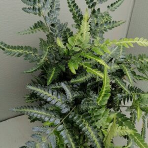 Arachnoides aristata “Variegata”