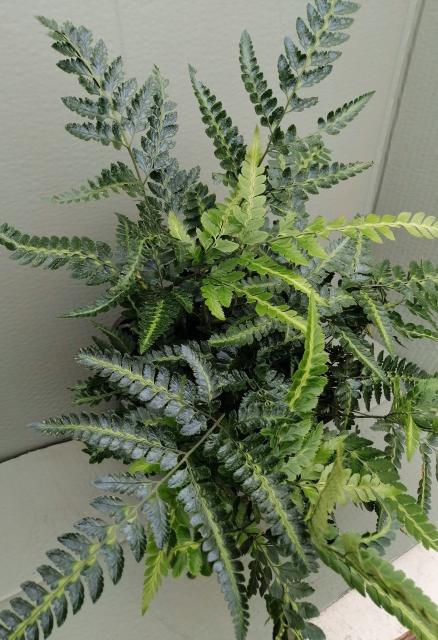 Arachnoides aristata “Variegata”