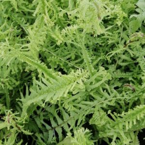 Athyrium filix-femina “Victoriae”