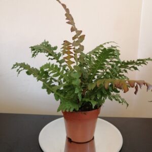 Blechnum brasiliense 'Volcano' - (Indoor/Houseplant)