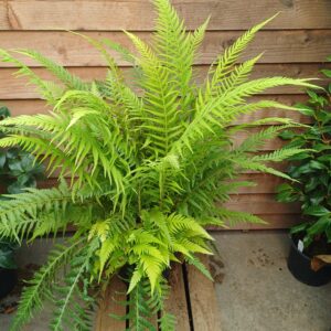 Thelypteris decursive-pinnata