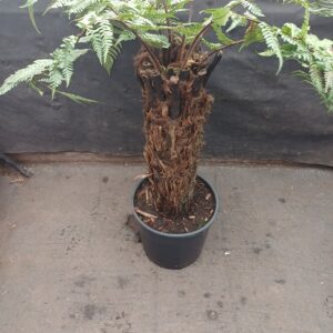 Dicksonia squarrosa 2 Ft Trunk (Potted)
