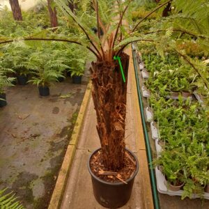 Dicksonia squarrosa 3 Ft Trunk (Potted)