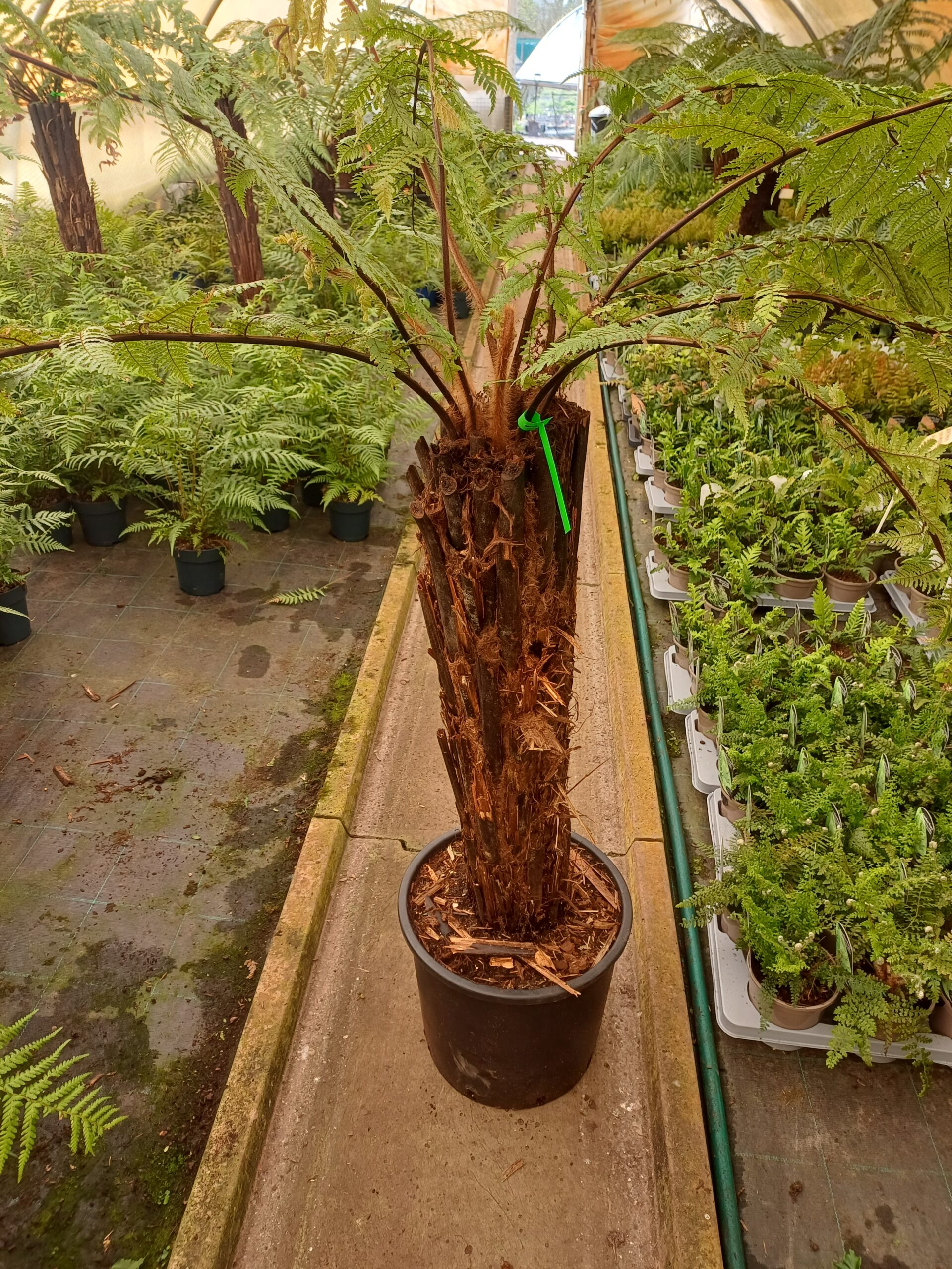 Dicksonia squarrosa 3 Ft Trunk (Potted)